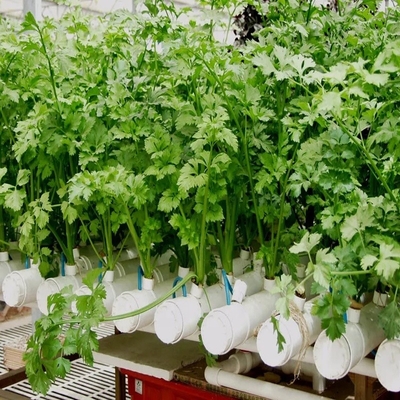 Épaisseur standard tuyaux en PVC ronds Système hydroponique NFT pour la culture de jardin
