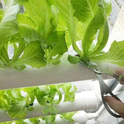 Épaisseur standard tuyaux en PVC ronds Système hydroponique NFT pour la culture de jardin